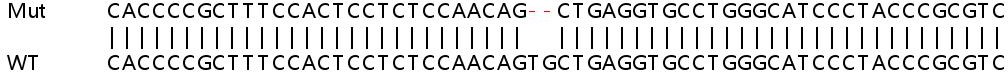 Sanger Sequencing - Human TGM2 (Transglutaminase 2) knockout HeLa cell line (AB265245), expandable thumbnail