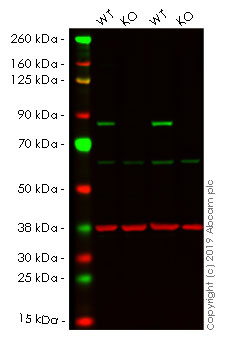 Western blot - Human TGM2 (Transglutaminase 2) knockout HeLa cell line (AB265245), expandable thumbnail