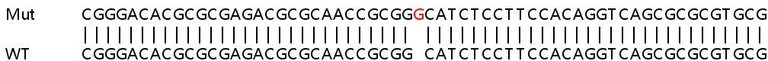 Sanger Sequencing - Human THAP7 knockout HeLa cell line (AB265827)