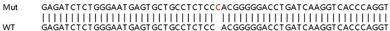 Sanger Sequencing - Human THEMIS2 (ICB1) knockout A549 cell lysate (AB258716)