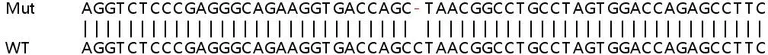 Sanger Sequencing - Human THY1 (CD90) knockout HeLa cell lysate (AB263854)