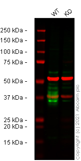 Western blot - Human THY1 (CD90) knockout U-2 OS cell line (AB262490)