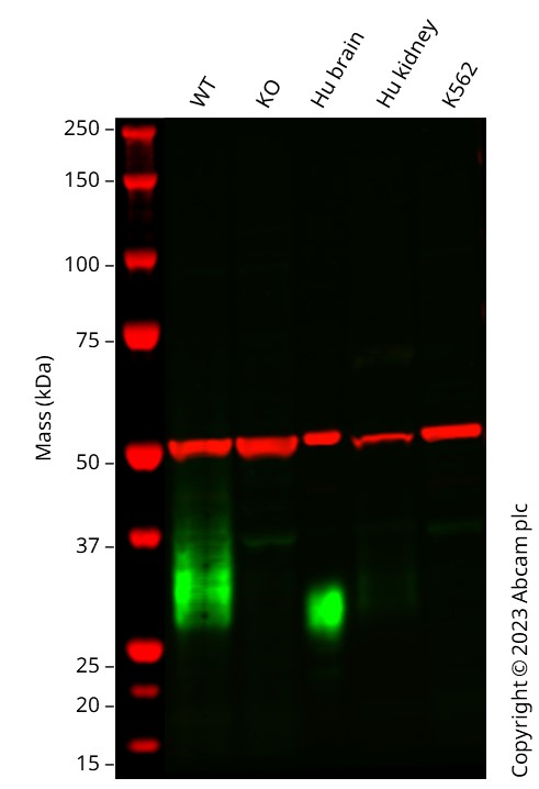 Western blot - Human THY1 (CD90) knockout U-2 OS cell line (AB262490)