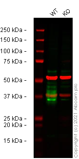 Western blot - Human THY1 (CD90) knockout U-2 OS cell lysate (AB263925)