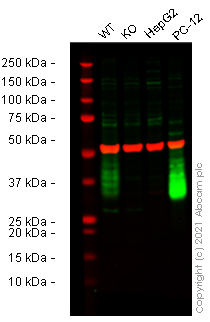Western blot - Human THY1 (CD90) knockout U-2 OS cell lysate (AB263925), expandable thumbnail