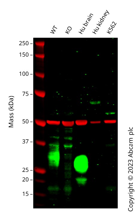 Western blot - Human THY1 (CD90) knockout U-2 OS cell lysate (AB263925), expandable thumbnail