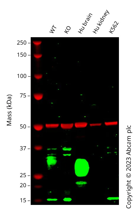 Western blot - Human THY1 (CD90) knockout U-2 OS cell lysate (AB263925)