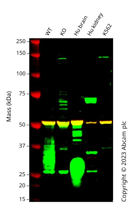 Western blot - Human THY1 (CD90) knockout U-2 OS cell lysate (AB263925)