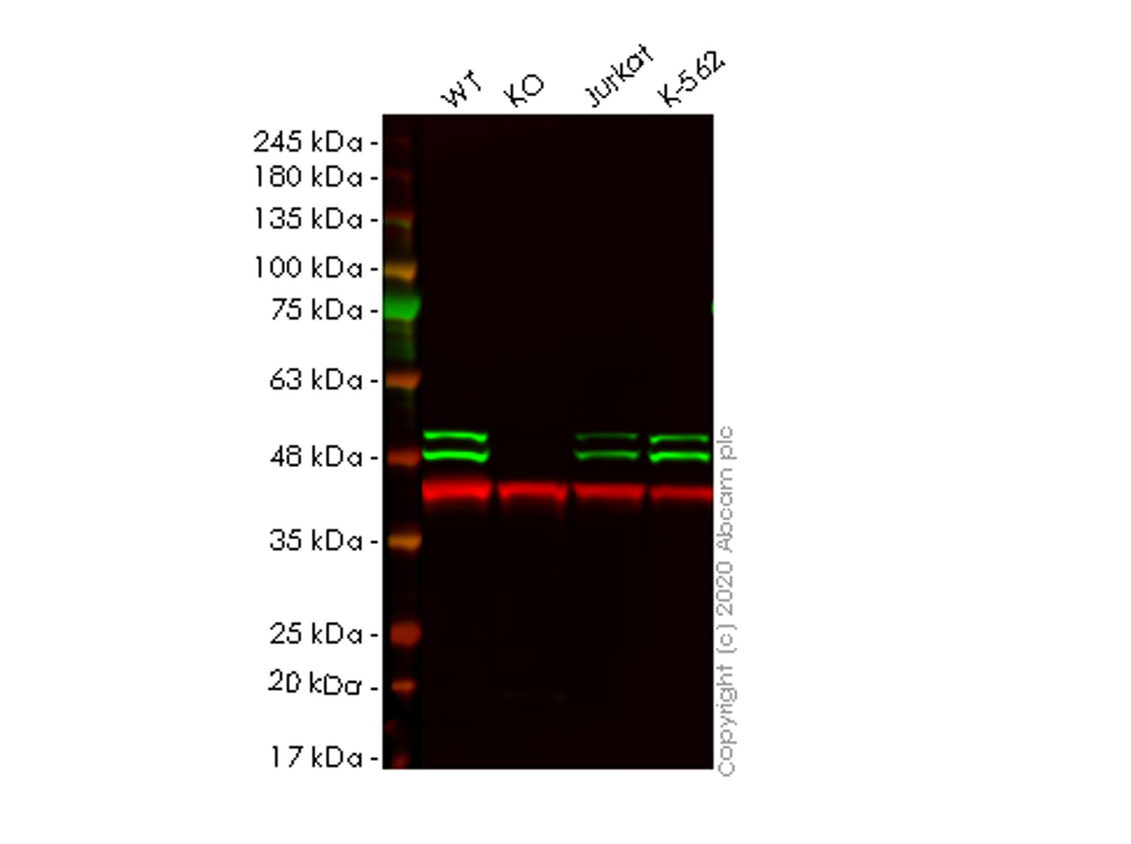 Western blot - Human TIAL1 knockout HeLa cell line (AB265793)