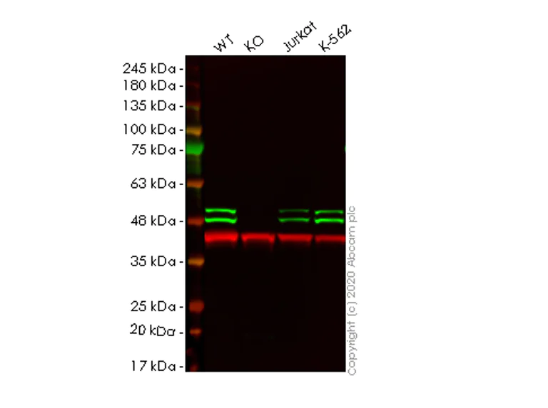 Western blot - Human TIAL1 knockout HeLa cell lysate (AB257743)