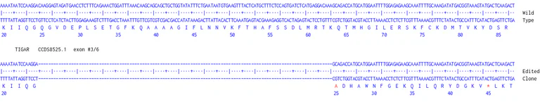 Next Generation Sequencing - Human TIGAR knockout A549 cell line (AB326027)