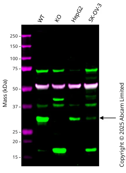 Western blot - Human TIGAR knockout A549 cell line (AB326027)