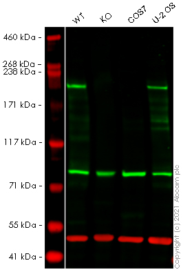 Western blot - Human TJP1 (ZO1 tight junction protein) knockout HeLa cell line (AB264897)
