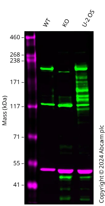 Western blot - Human TJP1 (ZO1 tight junction protein) knockout HeLa cell line (AB264897)