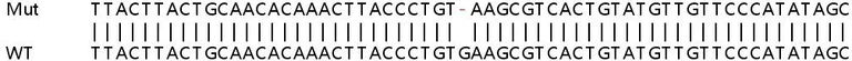 Sanger Sequencing - Human TJP1 (ZO1 tight junction protein) knockout HeLa cell lysate (AB257744)