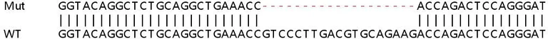 Sanger Sequencing - Human TLDC2 (C20orf118) knockout A549 cell line (AB267101)