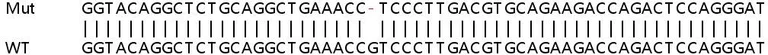 Sanger Sequencing - Human TLDC2 (C20orf118) knockout A549 cell line (AB267101)