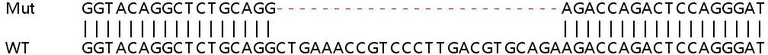 Sanger Sequencing - Human TLDC2 (C20orf118) knockout A549 cell line (AB267102)