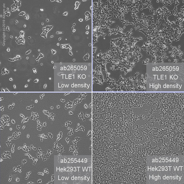 Cell Culture - Human TLE1 knockout HEK-293T cell line (AB265059), expandable thumbnail