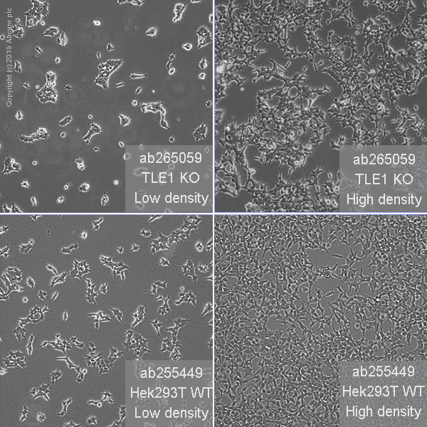 Human TLE1 knockout HEK-293T cell line (ab265059) | Abcam