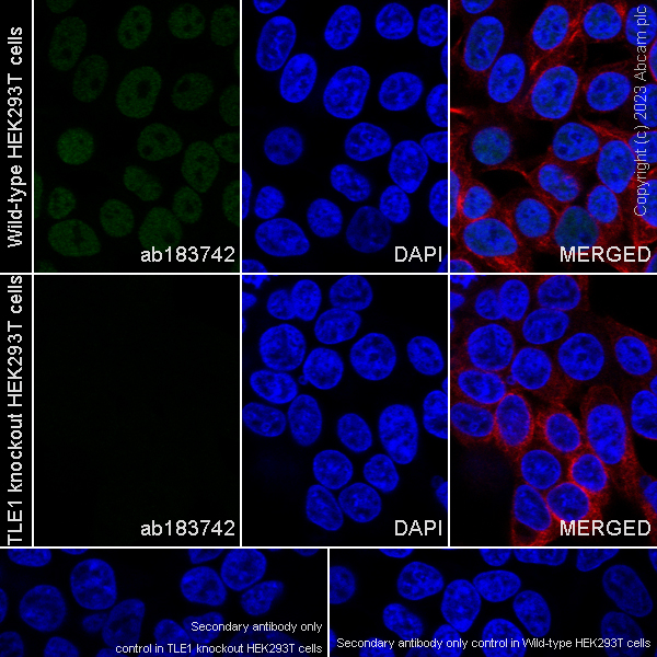 Immunocytochemistry/ Immunofluorescence - Human TLE1 knockout HEK-293T cell line (AB265059), expandable thumbnail