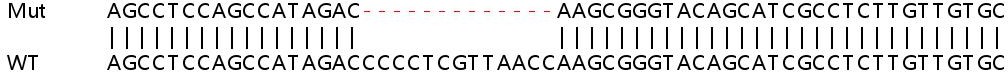 Sanger Sequencing - Human TLE1 knockout HEK-293T cell line (ab265059), expandable thumbnail