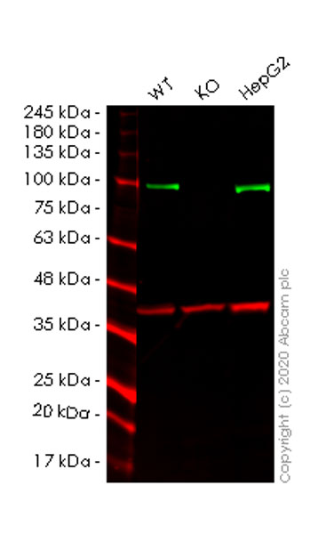 Western blot - Human TLE1 knockout HEK-293T cell line (AB265059), expandable thumbnail