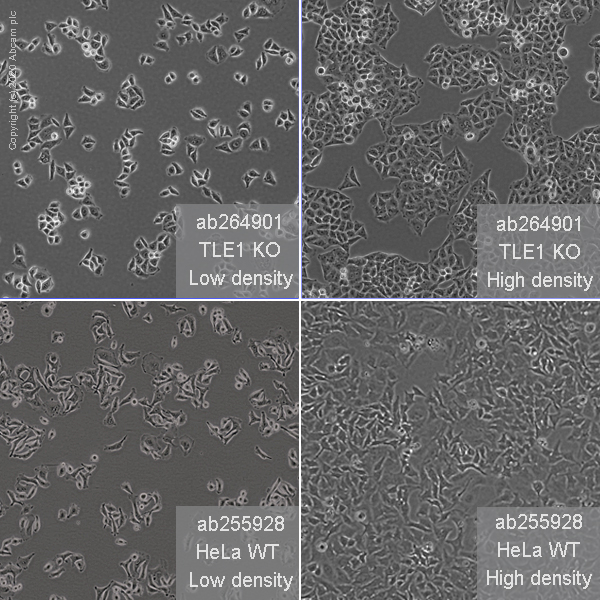 Cell Culture - Human TLE1 knockout HeLa cell line (AB264901), expandable thumbnail