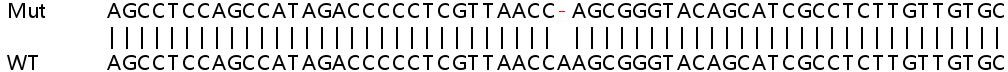 Sanger Sequencing - Human TLE1 knockout HeLa cell line (AB264901), expandable thumbnail