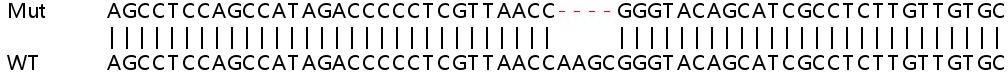 Sanger Sequencing - Human TLE1 knockout HeLa cell line (AB264901), expandable thumbnail