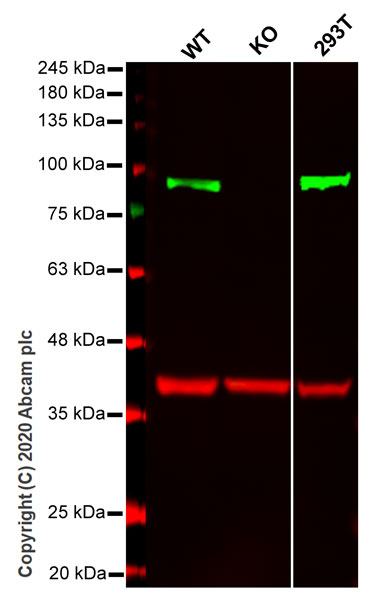 Western blot - Human TLE1 knockout HeLa cell line (AB264901), expandable thumbnail