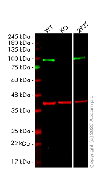 Western blot - Human TLE1 knockout HeLa cell lysate (AB257241)