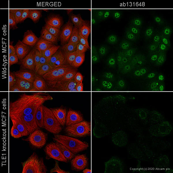 Immunocytochemistry/ Immunofluorescence - Human TLE1 knockout MCF7 cell line (AB269498)