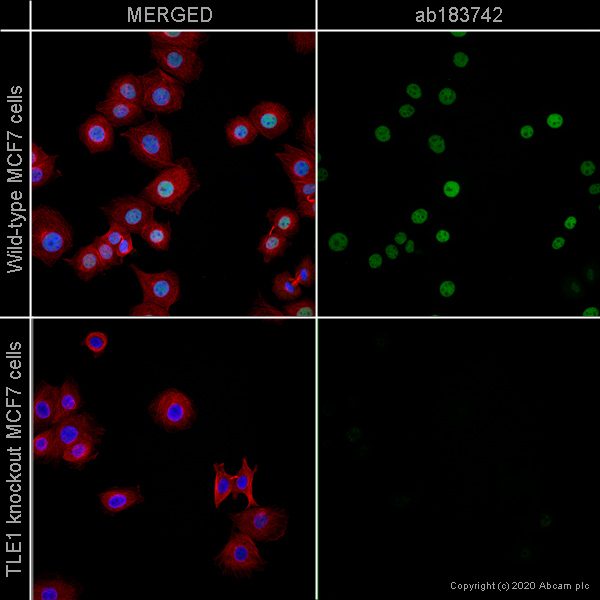 Immunocytochemistry/ Immunofluorescence - Human TLE1 knockout MCF7 cell line (AB269498), expandable thumbnail