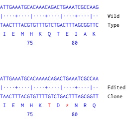 Next Generation Sequencing - Human TLE1 knockout MCF7 cell line (AB269498), expandable thumbnail