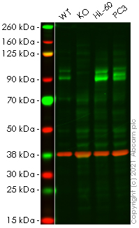 Western blot - Human TLK1 knockout HeLa cell lysate (AB258231)