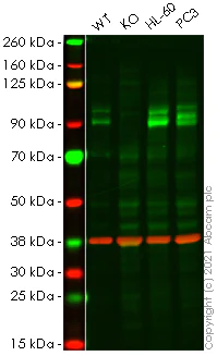 Western blot - Human TLK1 knockout HeLa cell lysate (AB258231)