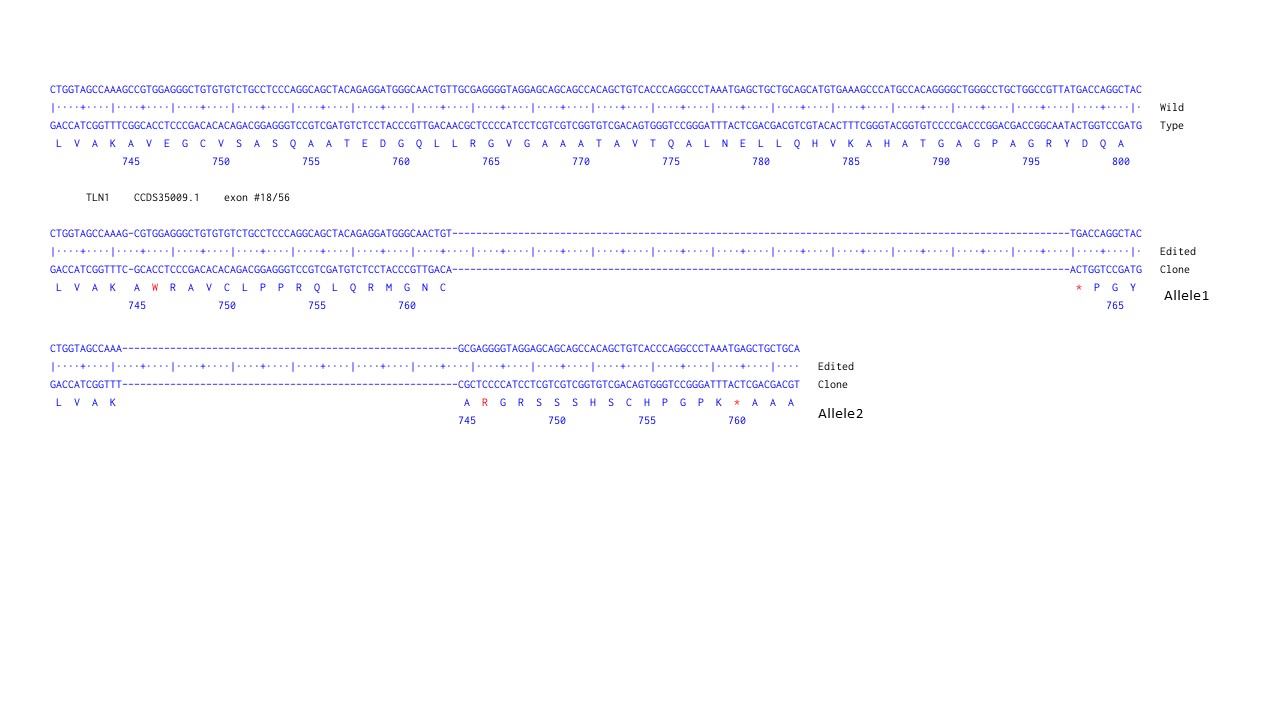 Next Generation Sequencing - Human TLN1 knockout PC-3 cell line (AB290495), expandable thumbnail