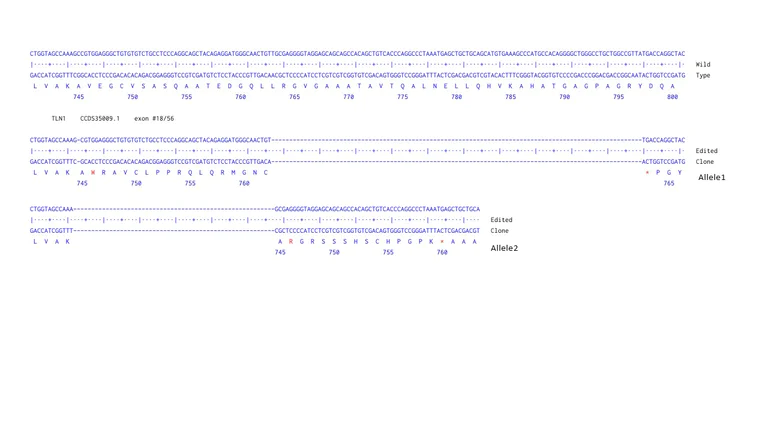 Next Generation Sequencing - Human TLN1 knockout PC-3 cell line (AB290495)