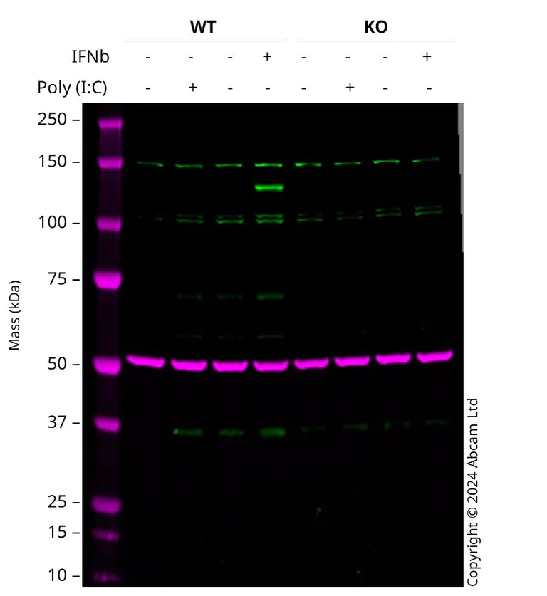 Western blot - Human TLR3 knockout A549 cell line (AB288996)