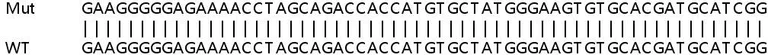 Sanger Sequencing - Human TM4SF1 (Transmembrane 4 L6 family member 1) knockout HeLa cell lysate (AB258232)