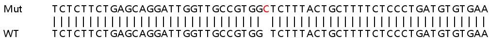 Sanger Sequencing - Human TM9SF4 knockout HeLa cell line (AB265870), expandable thumbnail