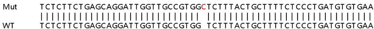 Sanger Sequencing - Human TM9SF4 knockout HeLa cell lysate (AB259183)