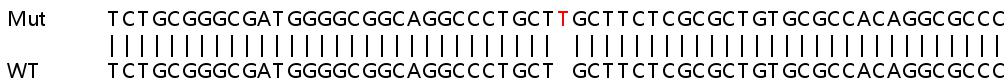 Sanger Sequencing - Human TMED4 knockout HEK-293T cell line (AB266576)