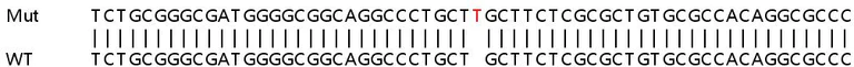 Sanger Sequencing - Human TMED4 knockout HEK-293T cell lysate (AB258721)