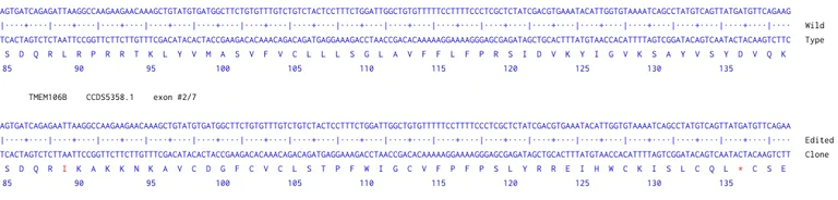 Next Generation Sequencing - Human TMEM106B knockout A549 cell line (AB273711)