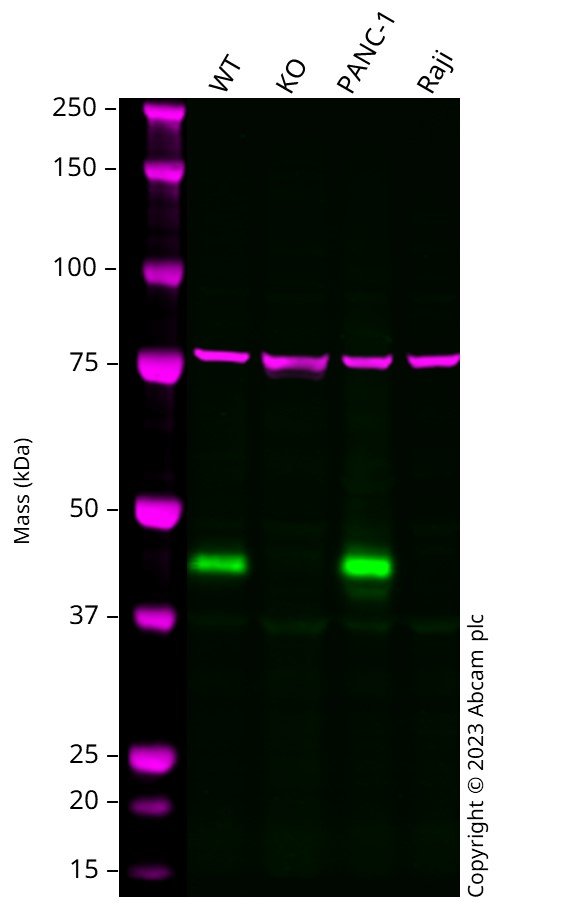 Western blot - Human TMEM106B knockout A549 cell line (AB273711)