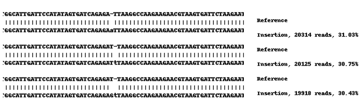 Next Generation Sequencing - Human TMEM106B knockout A549 cell lysate (AB273769), expandable thumbnail