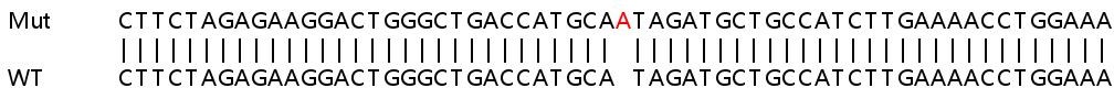 Sanger Sequencing - Human TMEM126B knockout HEK-293T cell line (AB266199), expandable thumbnail
