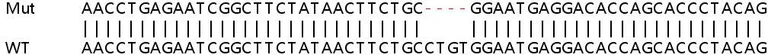 Sanger Sequencing - Human TMEM140 knockout A549 cell lysate (AB263388)